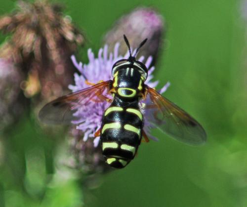 Réf. 305 729 : Chrysotoxum festivum